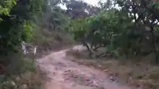 VIDEO LUCU - KERUNGKEB CERIA - DI PERSIL SAMUDRA KULON