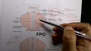 cerebellum