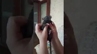 Вреднючка)