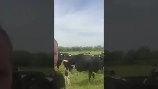60 Br/Irish Fr Autumn Calving Cows 🇮🇪 #grasstomilk #farming
