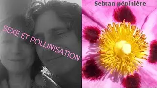 Sexe et pollinisation