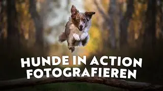 Meine Tipps um Hunde in Aktion / Bewegung richtig zu fotografieren + Einstellungen