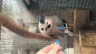 СОЙКА ПОЁТ ПЕСЕНКИ 😍 ЖИЗНЬ СОЕК В ВОЛЬЕРЕ 💙