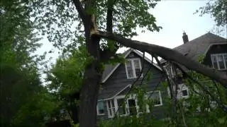 Tree blown over by wind