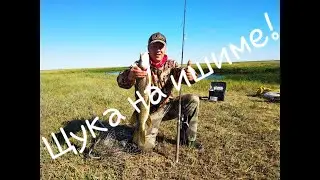 Щука на Ишиме.Рыбалка на щуку,щука на живца и блесну.