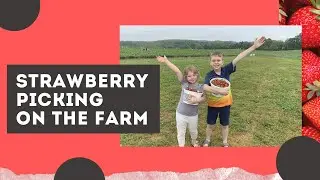 Strawberry Picking and Farm Visit - Virginia USA