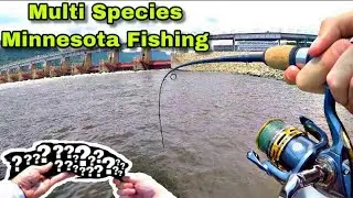 Multi Species Minnesota Fishing | 5+ Species