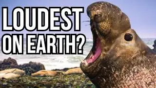 Ranking 10 Of The Loudest Animals On Earth From Quietest To Loudest