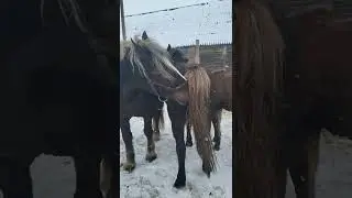 The mare wants a foal