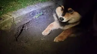Triton dug his biggest hole yet and I cannot care anymore
