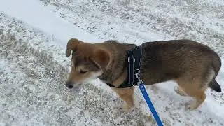 ВОВЧИКУ нужен дом. #собака #собакавдобрыеруки #собакаищетдом