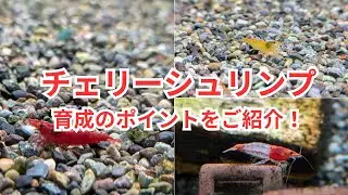 We'll teach you the key points of raising cherry shrimp!