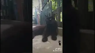 FUNNY MOMENT WITH CAT XENIA🐱🐱🐱ЗАБАВНЫЙ  МОМЕНТ 😁 КОШКА КСЮНЯ 🐱🐱🐱 