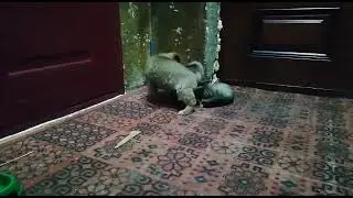 Эпичный бой Джек vs Черчиль 🤣🤣🤣(Комментатор От Бога)!!!