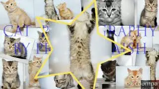 Cat photography😸😹😹