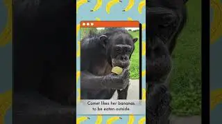 Banana Lover's Day - Save the Chimps