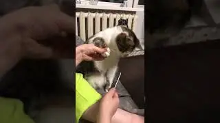 Кошачий маникюр