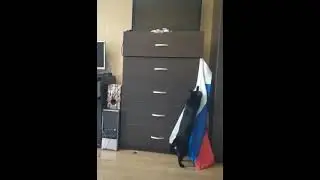 Кот вешает флаг России