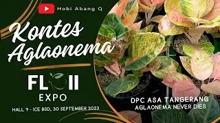 Kontes Aglaonema pada FLOII EXPO, dan Persiapan Give Away Part 2