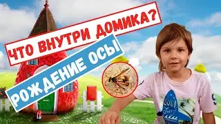 Оса гончар | Что внутри домика? | Рождение осы (0+)