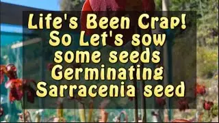 Life's Been Crap So Let's so some Sarracenia Seed