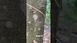 Он добывает самые редкие деревья😮🤔