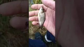 Долгожданный карась