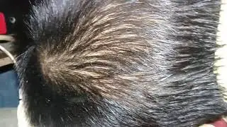 Orang gila