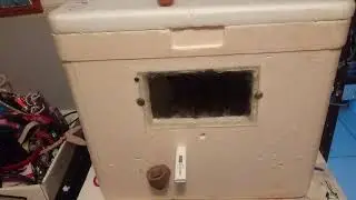 nscimento das minhas codornas