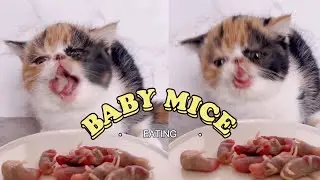 Baby Cat trying baby mice | cat eating | Dao’s ASMR