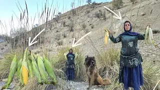 Esmat picking mountain corn in the Zagros Mountains 🌽🏔️