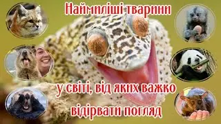 Наймиліші тварини у світі, від яких важко відірвати погляд