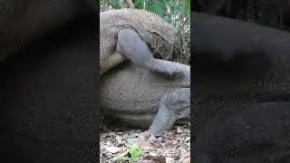 Cхватка  двух  комодских  варанов. Остров Комодо.  Индонезия. #shorts