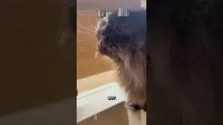 Вот так кот Дизель пьет воду 😽
