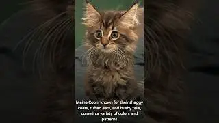 Most beautiful cats in the world! #cat #catlover #cutecat #catshorts #everyone #follower #cab2drs