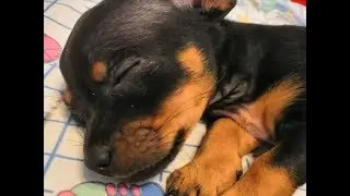 Я и мой щенок/ Моя жизнь с щенком