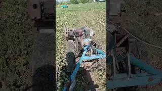 Мульчер для картофельной ботвы в работе