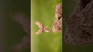 #littleowl