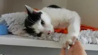 Cara the cat - day after leg amputation