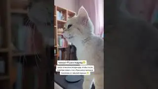 Kitty sneezed 41 times in a row😍 author: sir_louie_baton