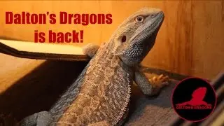 Dalton's Dragons is back!
