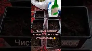 Сею ПЕТУНИЮ под снег #shorts