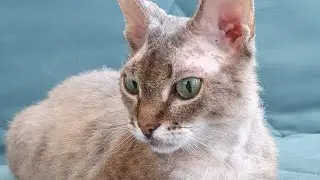 Моя кошка Рыся  лежит  на лежаночке овечке. Ну как можно не влюбиться?!   Согласны?  Сфинкс