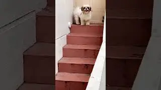 Toby ❤️