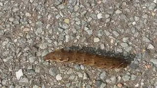 Deilephila elpenor,elephant hawk-moth larvae caterpillar,Dueurtsværmer larve