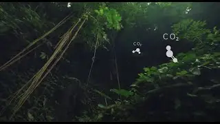 IOTA, Distributed Ledger Technology, in Protecting our Rainforests