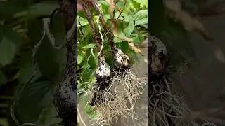Why You Should Snap Off the #Scape of a #Garlic Plant 🌱