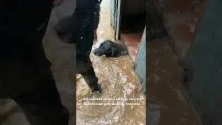 Candelária Rio Grande do Sul salvamento animais 🙏🙏