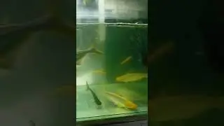 Shrusti Aquarium Boisar | Black White Shark | Oscar Fish | Good Luck Gold Fish