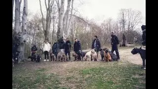 Epic! | UK Mastiff Link Up!! 🔥 | Cane Corso | Presa Canario | Bandog | So Many Dogs!!